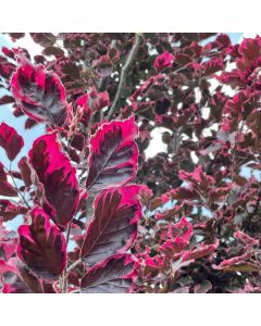 Tricolour Beech