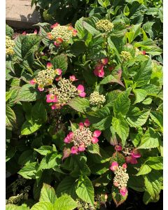 Tuff Stuff Hydrangea