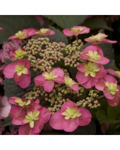 Tuff Stuff Red Hydrangea