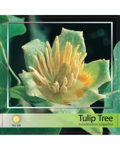 Tulip Tree