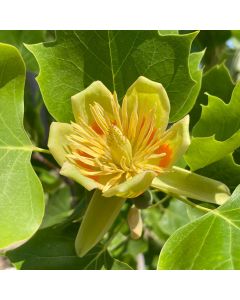 Tulip Tree