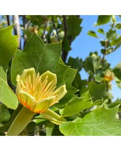 Columnar Tulip Tree