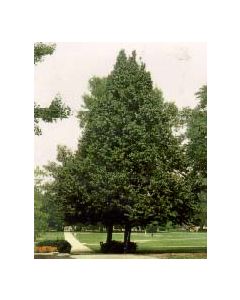 Turkish Hazel