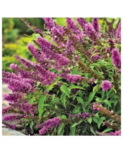 Tutti Fruitti Butterfly Bush