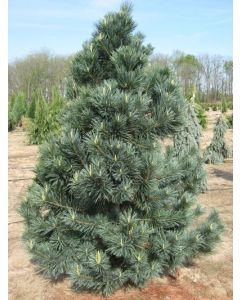 Vanderwolf Pine