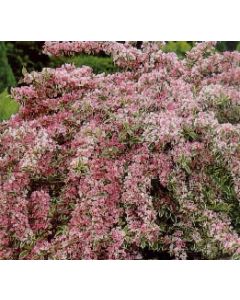 Variegated Weigela