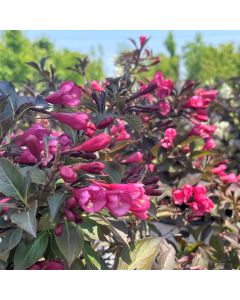 Very Fine Wine Weigela