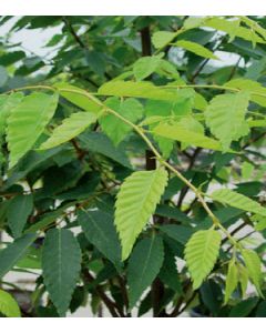Village Green Zelkova