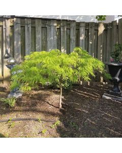 Waterfall Japanese Maple