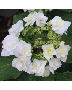 Dancing Snow Hydrangea