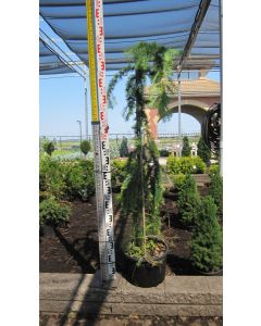 Weeping European Larch