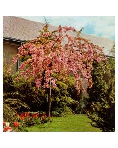 Weeping Japanese Cherry