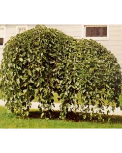 Weeping Mulberry Fruiting