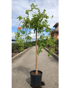 Weeping Mulberry +Fr 150cm