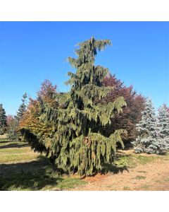 Weeping Nootka Cypress