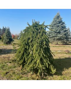 Weeping Norway Spruce