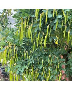 Weeping Peashrub