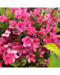 Sonic Bloom Pink Weigela