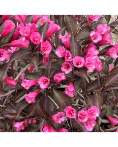 Wine & Roses Weigela