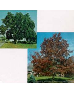 White Oak