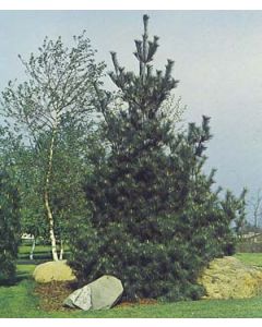 White Pine