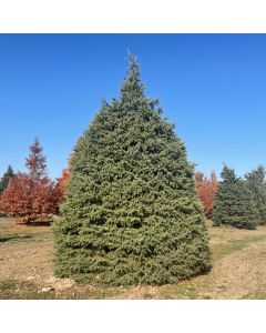 White Spruce