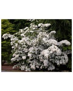 White Wonder Dogwood