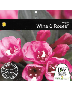 Wine & Roses Weigela