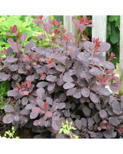 Winecraft Black Smokebush