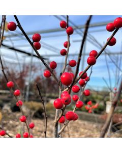 Winterberry