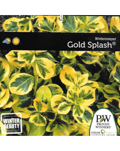 Gold Splash Euonymus