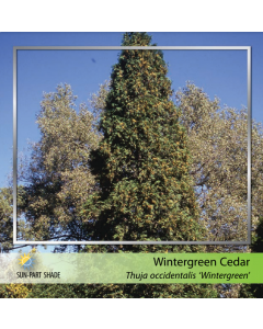 Hetz Wintergreen Cedar