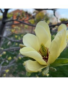 Yellow Bird Magnolia 