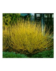 Yellow Twig Dogwood