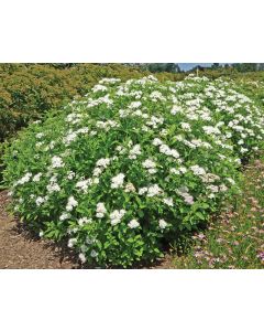 Yeti  Spirea