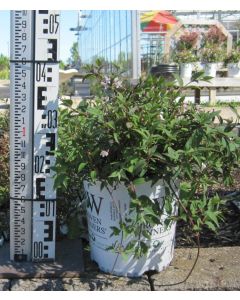 Yuki Cherry Deutzia