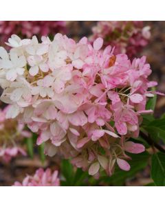 Zinfin Doll Hydrangea