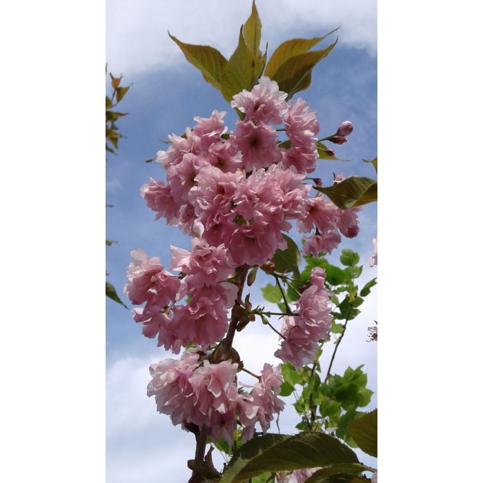 Emerald Spire Crabapple emerald-spire-crabapple