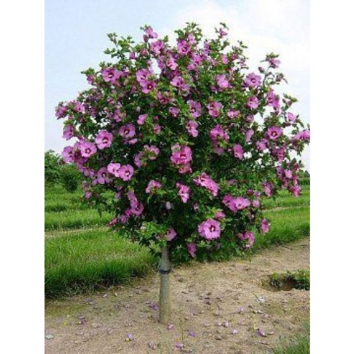 Image of Aphrodite Rose of Sharon bouquet
