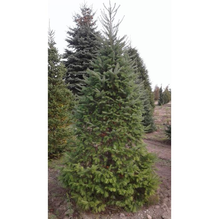 Balsam Fir
