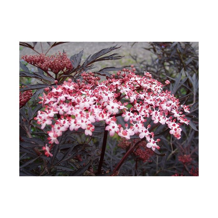 Black Lace Elderberry