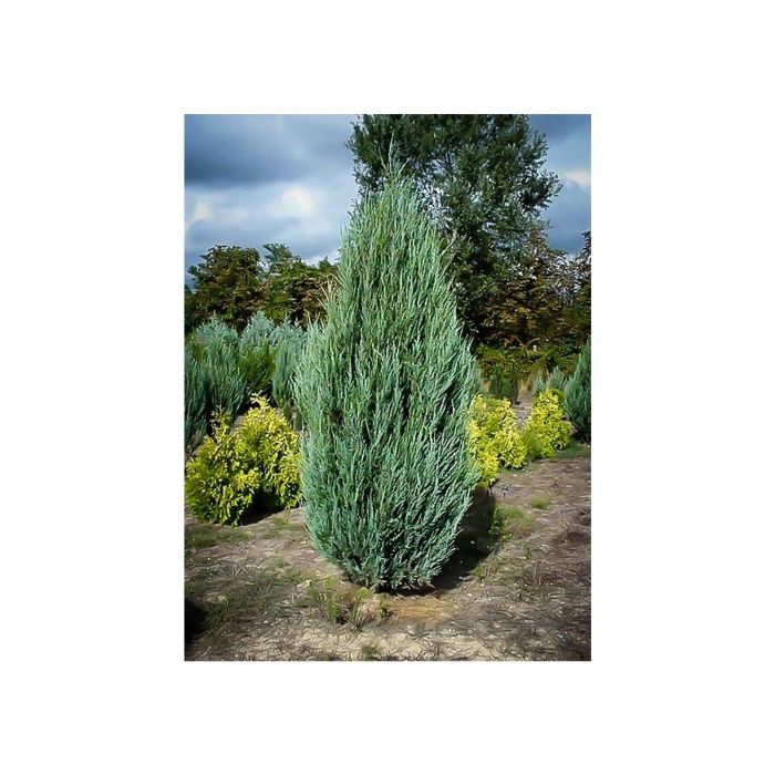 Blue Point Juniper