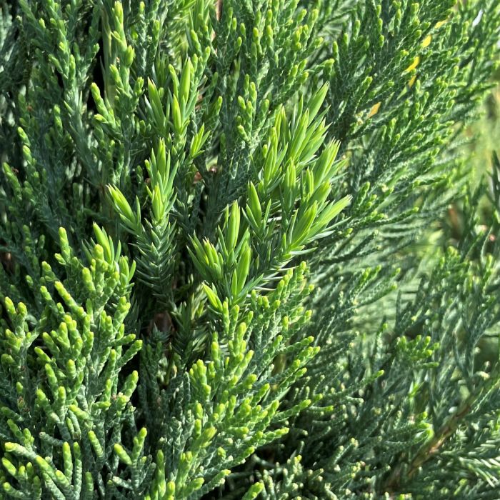 Blue Point Juniper