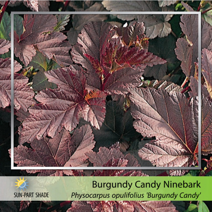 Burgundy Candy Ninebark