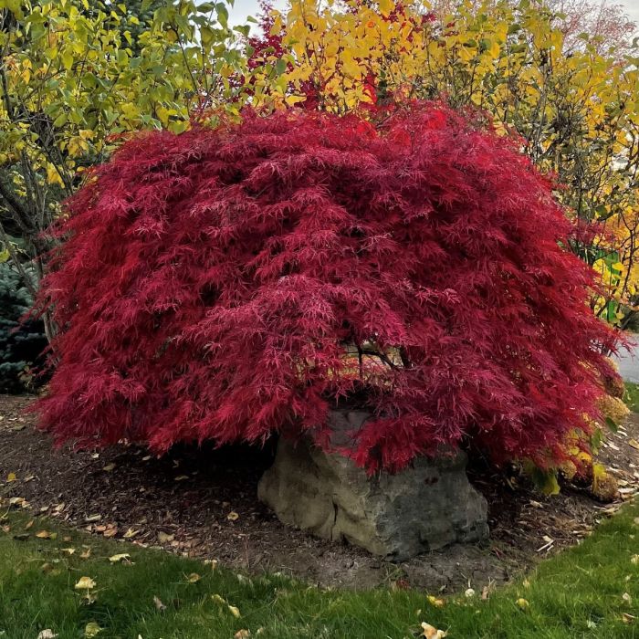 Crimson Queen Japanese Maple
