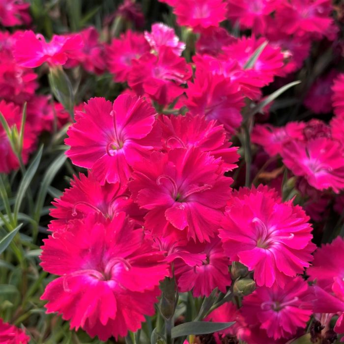 Dianthus 'Paint The Town Red' 1G