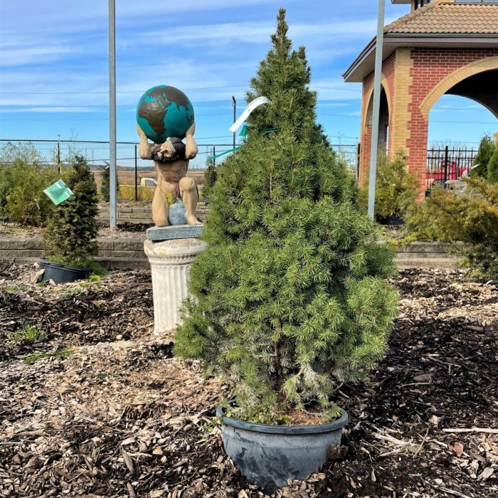 Alberta spruce sale