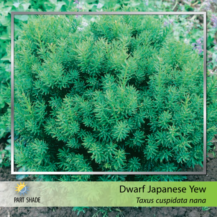 Dwarf Japanese Yew