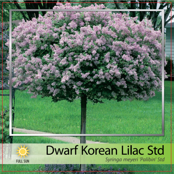 Korean store lilac tree