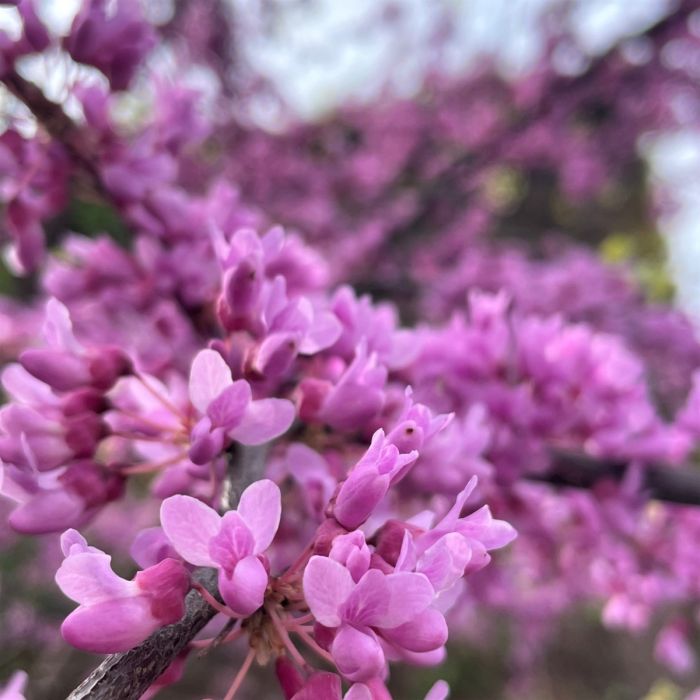 Eastern Redbud Clump